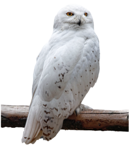 Owl PNG-26779